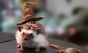 This Hedgehog Day, Treat Yourself With 47 Pictures Of Hedgehogs With Hats
