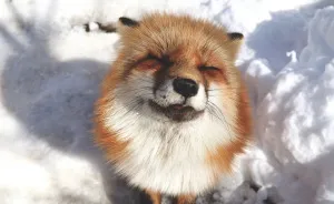 I Visited The Fox Village In Japan, The Fluffiest Place On Earth