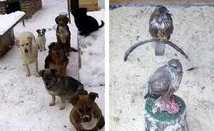 10+ Pictures That Will Show You The Variety Of Animal Shelters Around The World