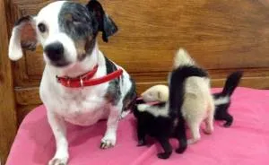 Baby Skunks Were Rejected By Mother At Birth, But Our Dog Freddie Took Over As Stepmum!