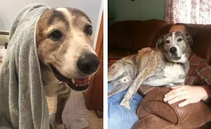 Reasons You Should Never Own A Rescue