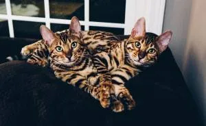 These Two Bengal Siblings Are Stealing The Hearts Of People On Instagram