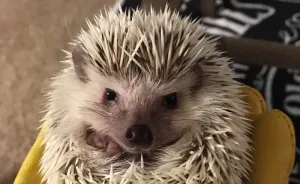 I Photographed My Hedgies