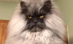 Meet Juno, A Cat Who Is Not Impressed With You