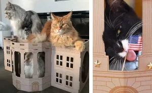 Unlike President Trump, These Cats Know Exactly What To Do In The White House