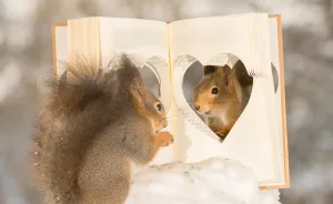 Wild Red Squirrels Celebrate Valentine's Day