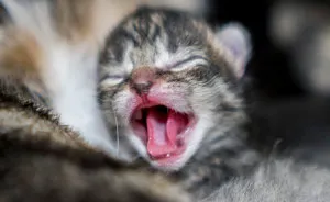 Where Kittens Learn To Cat
