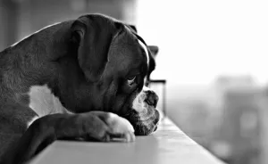 My Gorgeous Dog Portraits Was The Start Of Something Beautiful