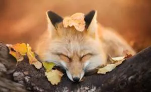 Meet Freya, The Beautiful Fox I Photographed In Polish Woods