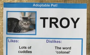 I Gave These Cats Bizarre Likes And Dislikes To Help Get Them Adopted