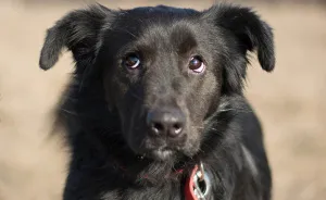 I Photograph Dogs To Help Them Get Adopted