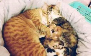 Father Cat Supports Mom Cat Giving Birth, Wins Everyone's Hearts