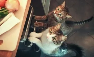 My Cat Took Care Of A Stray Kitty We Found In A Parking Lot, The Way He Thanked Him Will Melt Your Heart