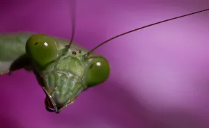 I Photograph The Life Of A Bugs