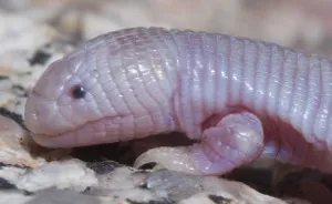 I've Found Some Of The World’s Weirdest Animals