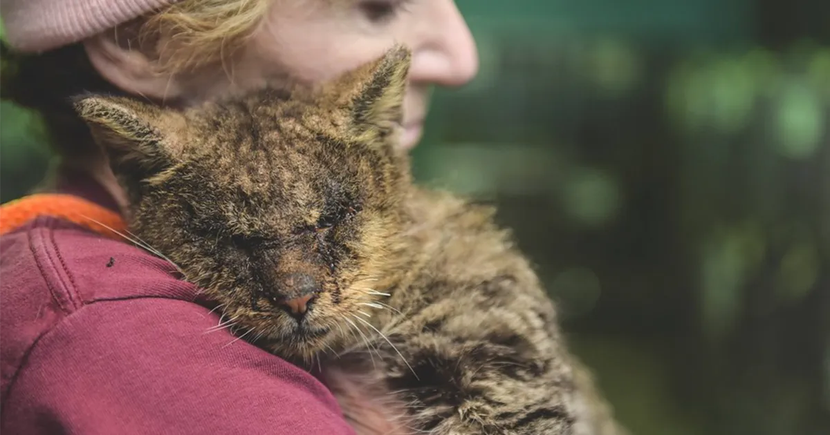 El gato que nadie se atrevió a tocar por fin encontró a una persona que lo abrazó