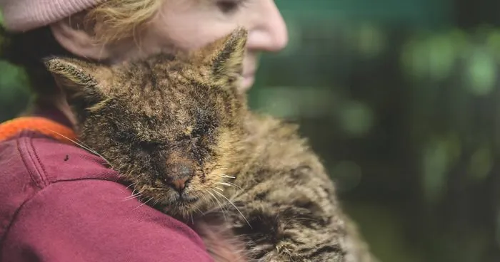 Cat No One Dared To Touch Finally Found A Human Who Hugged Him