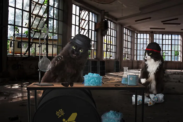 The Strange Worlds Of Dogs And Cats