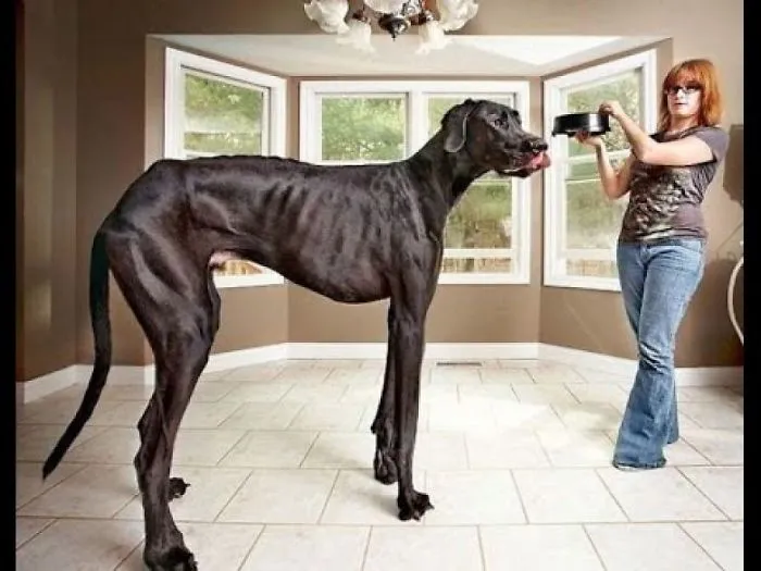 The Largest Animals In The World Part 3
