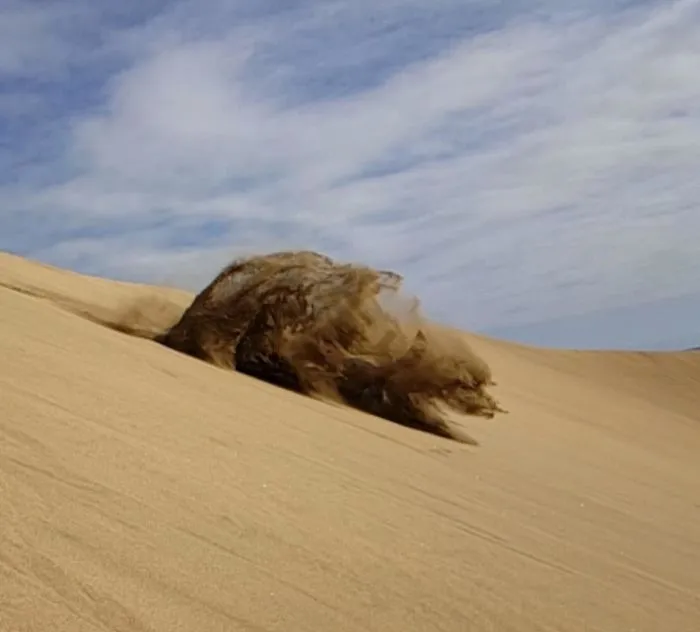 I Kinda Created A Sandbear When I Crashed Into The Sand