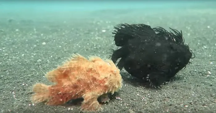 Walking Frog Fishes