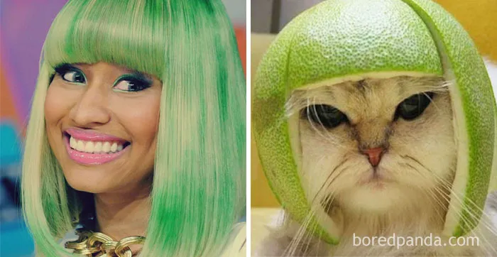 Person with green hair next to a cat wearing a green fruit helmet, both in a "Who Wore It Better?" humorous comparison.