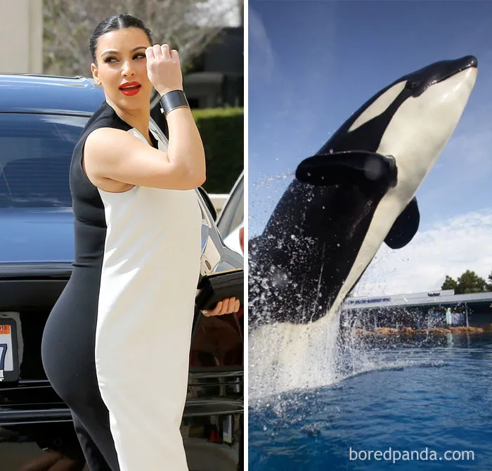 Person in a black and white dress beside an orca in water, humorously illustrating "Who Wore It Better?" concept.