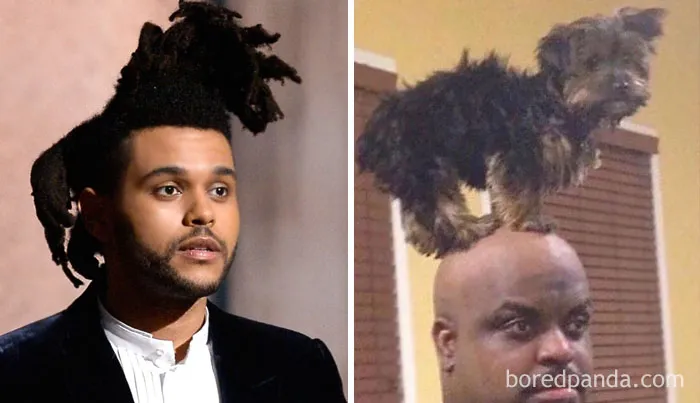 Two humorous "Who Wore It Better?" images: a man with unique hair and another with a dog resembling the hairstyle.