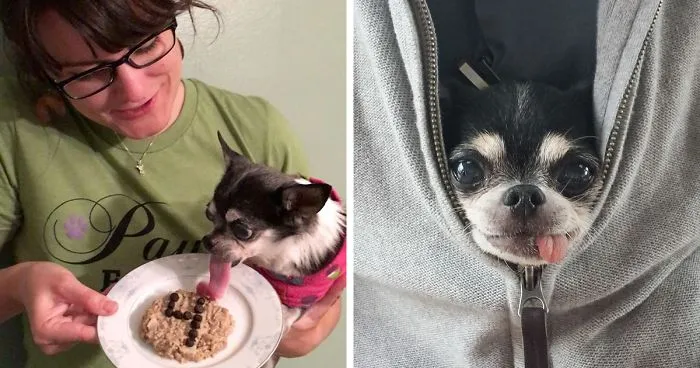 Woman Brought Home A Dying Shelter Dog So 'She'll Feel Loved For 24 Hours', But A Miracle Happened
