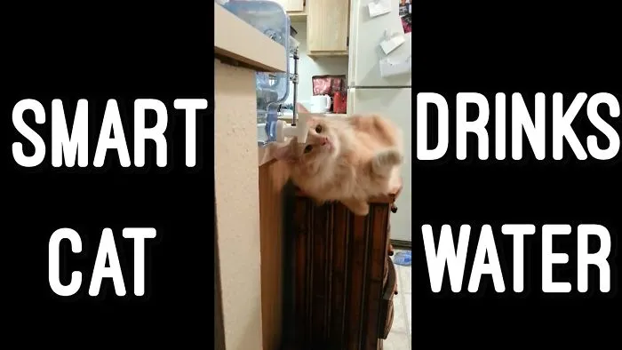 Smart Cat Drinks Water