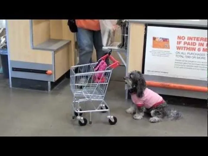 15 Minutes A Day Of Dog Training A Day... And This Is What You Get.  One Amazing Little Dog.