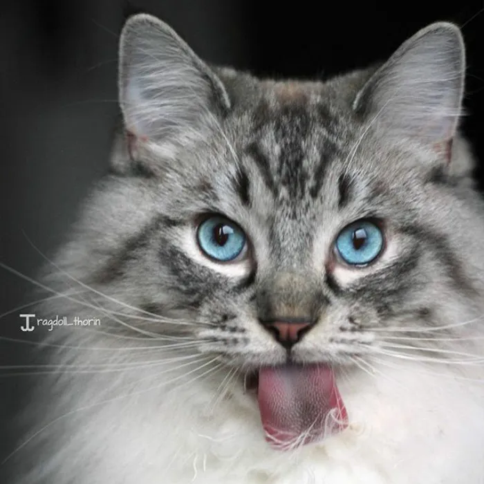 175 Of The Most Adorable Animal Mlems" Ever"