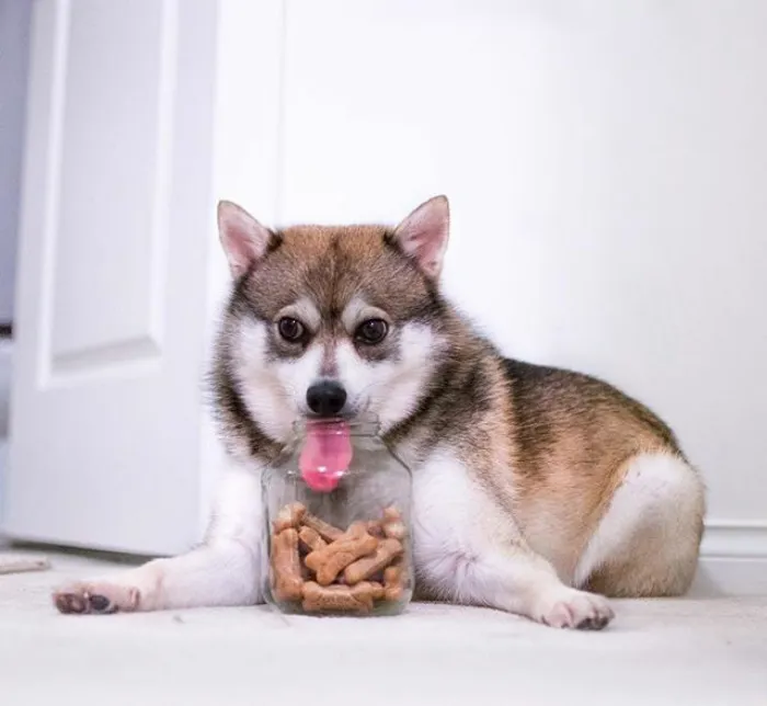 175 Of The Most Adorable Animal Mlems" Ever"
