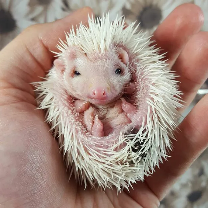 Cute Hedgehog