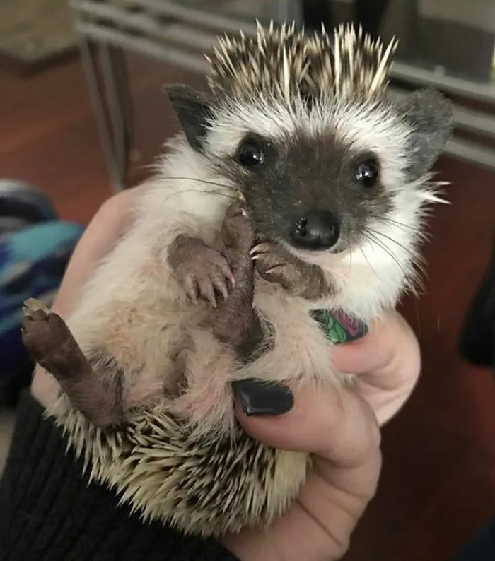 Cute Hedgehog