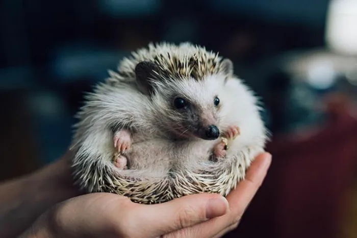 Cute Hedgehog