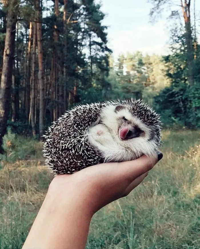 Cute Hedgehog