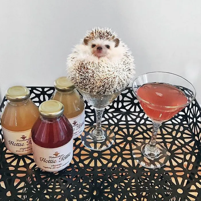 Cute Hedgehog