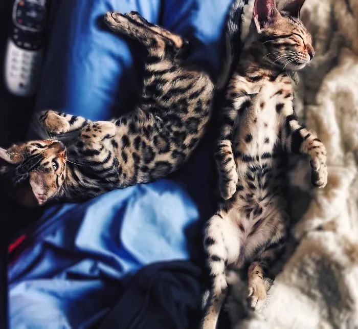 These Two Bengal Siblings Are Stealing The Hearts Of People On Instagram