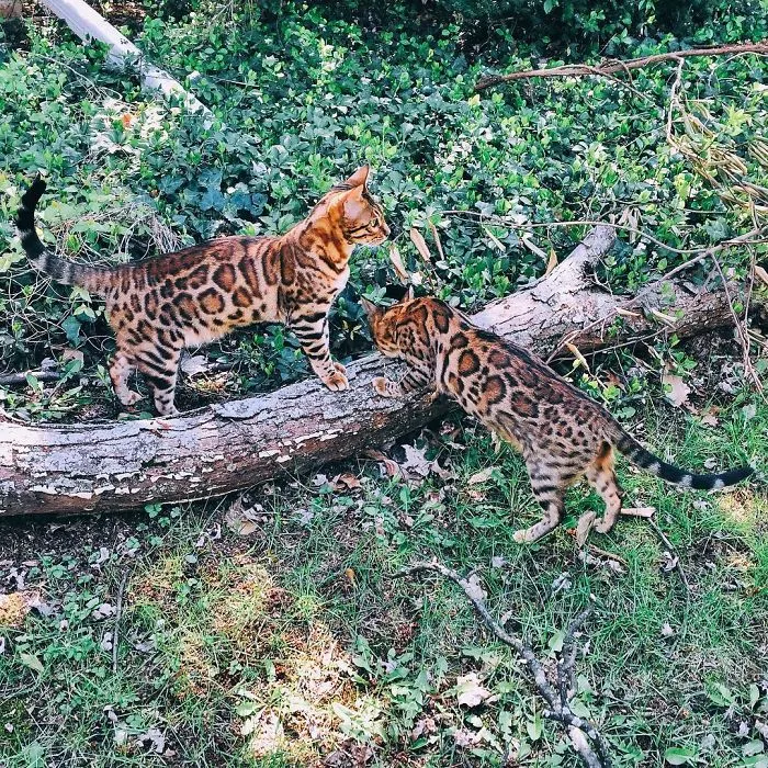 These Two Bengal Siblings Are Stealing The Hearts Of People On Instagram
