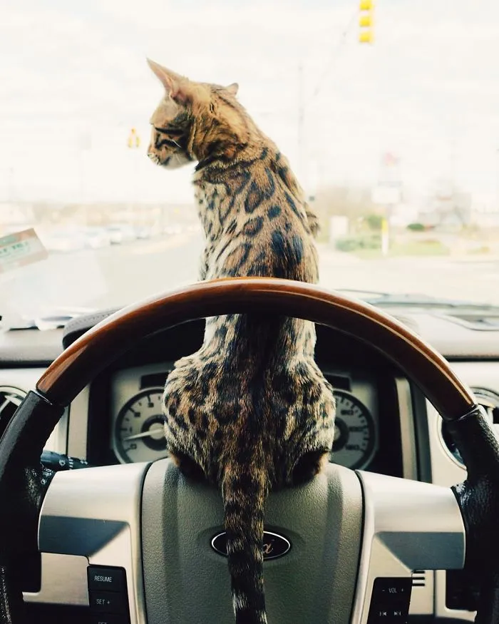 These Two Bengal Siblings Are Stealing The Hearts Of People On Instagram
