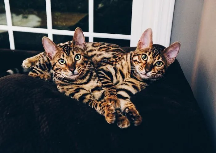 These Two Bengal Siblings Are Stealing The Hearts Of People On Instagram