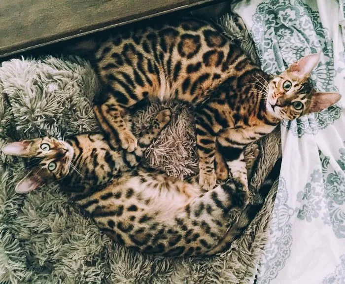 These Two Bengal Siblings Are Stealing The Hearts Of People On Instagram