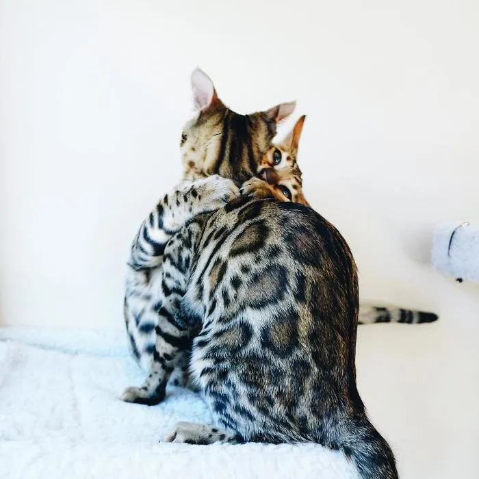 These Two Bengal Siblings Are Stealing The Hearts Of People On Instagram