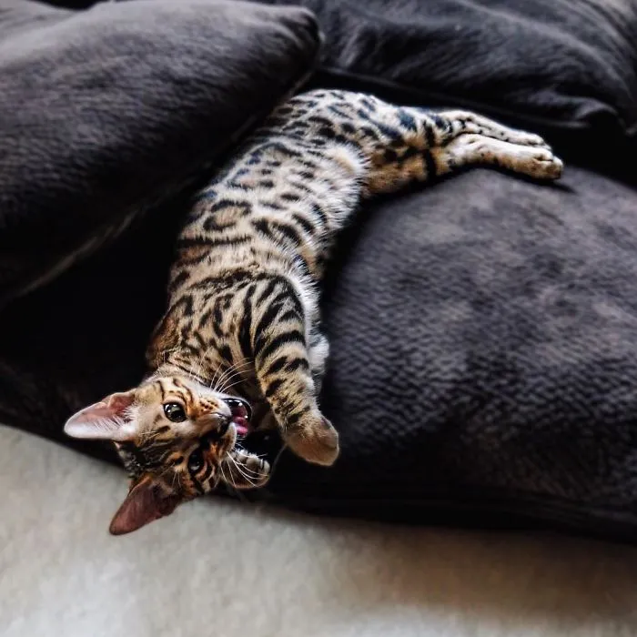 These Two Bengal Siblings Are Stealing The Hearts Of People On Instagram