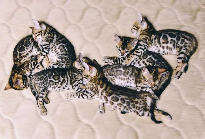 These Two Bengal Siblings Are Stealing The Hearts Of People On Instagram