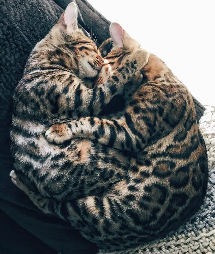 These Two Bengal Siblings Are Stealing The Hearts Of People On Instagram