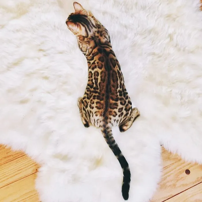These Two Bengal Siblings Are Stealing The Hearts Of People On Instagram