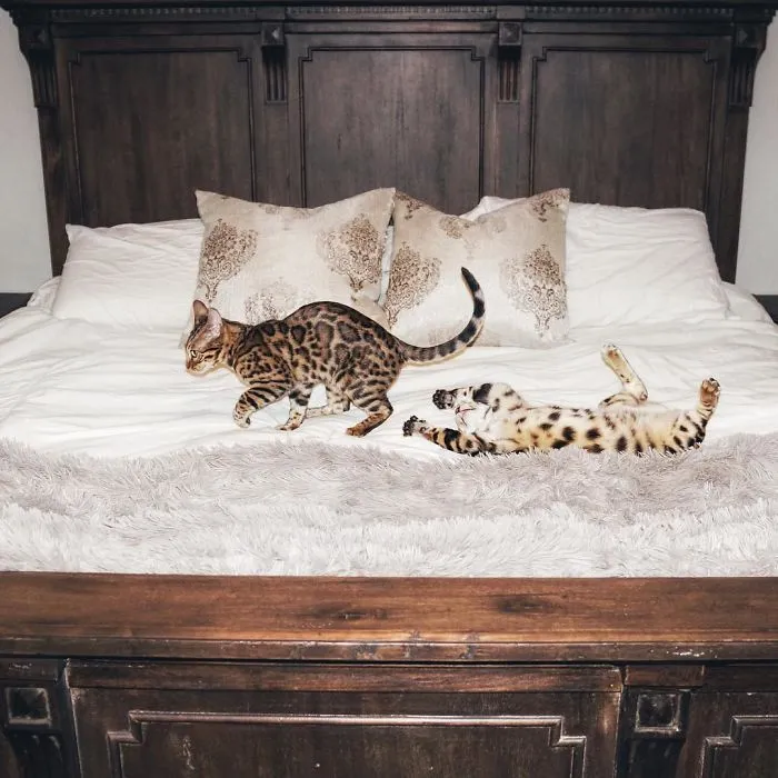These Two Bengal Siblings Are Stealing The Hearts Of People On Instagram