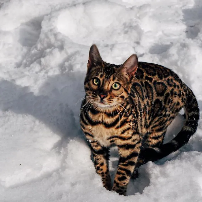 These Two Bengal Siblings Are Stealing The Hearts Of People On Instagram